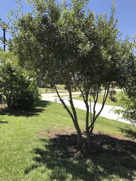 Native Wax Myrtle ... an easy to grow large shrub or small tree in Texas
